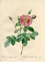 Rosier hundre blader med enkle blomster - Eau forte de Chapuy, fra en illustrasjon av Pierre Joseph Redoute (1759-1840), fra Les Roses