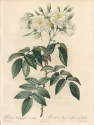 Moskusrose, med doble blomster - Etsning av Charlin, fra en illustrasjon av Pierre Joseph Redoute (1759-1840), utdrag fra Les Roses