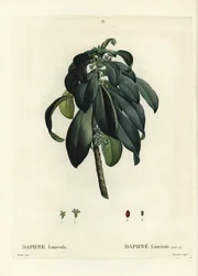Spurge laurbær, Daphne laureola. Håndfarget stiplegravering av Tassaert etter en illustrasjon av Pierre-Joseph Redoute fra Henri Louis Duhamel du Moncels Treat des Trees et Shrustes, Paris