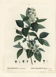Søt falsk oransje, engelsk kornel, Philadelphus coronarius. Håndfarget stiplegravering av Tassaert etter en illustrasjon av Pierre-Joseph Redoute fra Henri Louis Duhamel du Moncels Treat des Trees et Shrustes, Paris