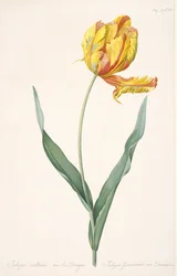 Tulipa Gesneriana var. Dragens papegøye tulipan, 1816.