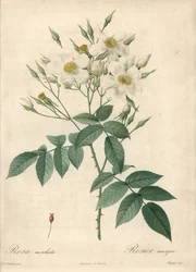 Hvite blomster moskusrose - Eau forte de Chapuy, basert på en illustrasjon av Pierre Joseph Redoute (1759-1840), fra Les Roses