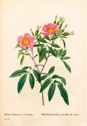 Viljeblad rosa myr, Rosa palustris, pilbladet Hudsonrose. Håndfarget prikkete kobberstikk fra Pierre Joseph Redoutes "" Les Roses,"" Paris