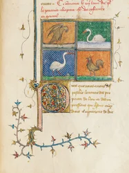 Side fra "The Properties of Things" av engelskmannen Bartholomew i den franske oversettelsen av Jean Corbechon, ca. 1390