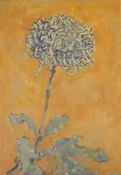 Krysantemum