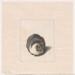 Sittende katt, sett forfra
