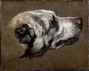 Hodet på en hund