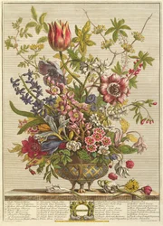 Februar, fra «Tolv måneder med blomster» av Robert Furber (ca. 1674-1756), gravert av Henry Fletcher