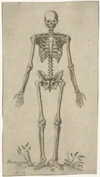 Hannskjelett, sett forfra Anatomiske studier (serietittel)