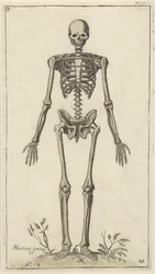 Mannlig skjelett, sett forfra Anatomical Studies (serietittel)