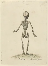 Skjelett, sett bakfra Anatomiske studier (serietittel)