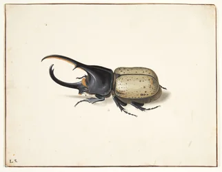 I herkulesbille (dynastes hercules)
