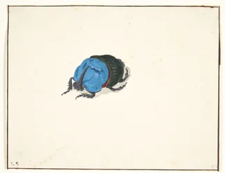 En neshornbille (scarabaeidae)
