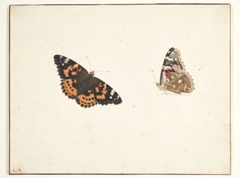 To studier av en tistel (vanessa cardui l.)