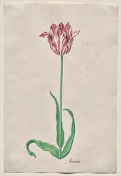 Studie av en tulipan (Anvaers)