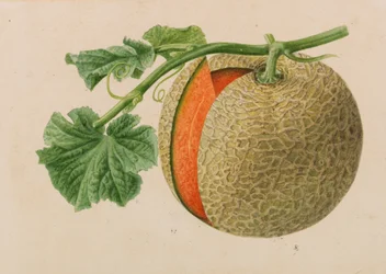 Originaler fra hagebruk og arboriculture publikasjoner, 1878-1881.