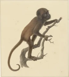 ape