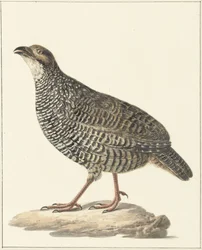 Kinesisk francolin (Excalfactoria chinensis)