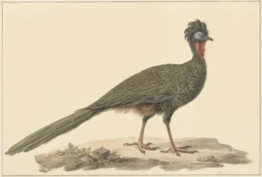 Penelope, på gulvet