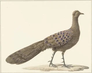 Speilpåfugl