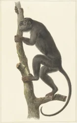 Svart brøleape (Paraguay)