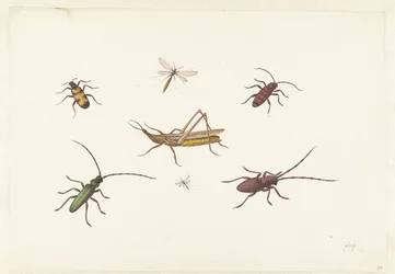 Et ark med syv forskjellige insekter Ark med syv forskjellige insekter