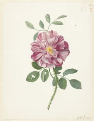 Gallisk rose (Rosa gallica L. 