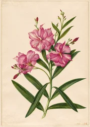 Lilla oleander