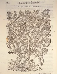 Basilikum (ocymum basilicum), gravering av Pier Andrea Mattioli
