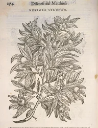 Vanlig mispel (Mespilus germanica), gravering av Pier Andrea Mattioli