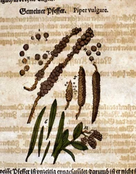 Vanlig pepper. Gravering - i "" Kreutterbuch Dess høyt lærde og velkjente Mr. D. Petri Andreae Matthioli"" av Pietro Andrea Mattioli (Matthiole) (1500-1577). Frankfurt