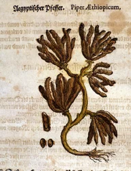 Etiopia pepper. Gravering - i "" Kreutterbuch Dess høyt lærde og velkjente Mr. D. Petri Andreae Matthioli"" av Pietro Andrea Mattioli (Matthiole) (1500-1577). Frankfurt