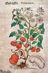 Herbarium: botanisk framstilling av Pomum aureum som viser en tomatplante (Caulis floridus). Gravering i «Kreutterbuch des Hochgelehrten und weitberühmten Herrn D. Petri Andreae Matthioli» av Pietro Andrea Mattioli (Matthioli)