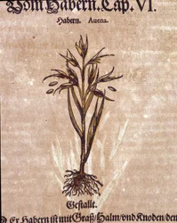 Herbarium: havre. Gravering - i "" Kreutterbuch Dess høyt lærde og velkjente Mr. D. Petri Andreae Matthioli"" av Pietro Andrea Mattioli (Matthiole)