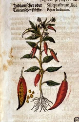 Indisk pepper. Gravering - i "" Kreutterbuch Dess høyt lærde og velkjente Mr. D. Petri Andreae Matthioli"" av Pietro Andrea Mattioli (Matthiole) (1500-1577). Frankfurt