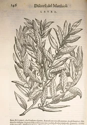 Laurel (Laurus), gravering av Pier Andrea Mattioli