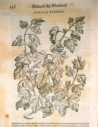 Poppel (Populus), gravering av Pier Andrea Mattioli