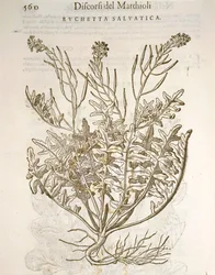 Rakett eller ruccola (Eruca sativa), gravering av Pier Andrea Mattioli