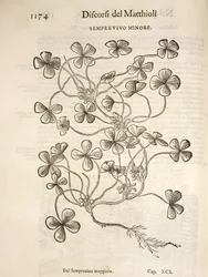 Sempervivum (Minor houseleek), gravering av Pier Andrea Mattioli