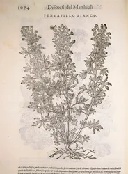 Silverweed (Potentilla alba), gravering av Pier Andrea Mattioli