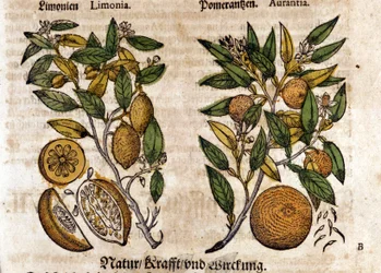 Sitrusen. Appelsin og sitrontre. Gravering - i "" Kreutterbuch dess høyt lærde og velkjente Mr. D. Petri Andreae Matthioli"" av Pietro Andrea Mattioli (Matthiole) (1500-1577). Frankfurt