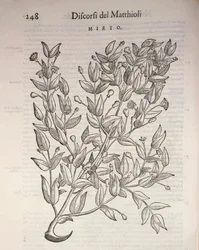 Ekte myrte (Myrtus communis), gravering av Pier Andrea Mattioli