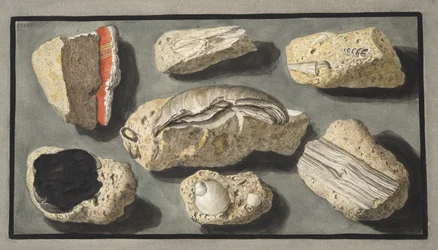 Eksemplarer av Tufa funnet i og rundt Herculaneum, plate XXXXV, fra 