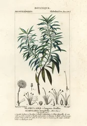 Globe tusenfryd, Globularia salicina