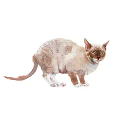 Cornish Rex, 2014 (akvarell og gouache på papir)