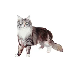 Marine Coon Cat, 2014 (akvarell og gouache på papir)