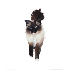 Ragdoll, 2014 (akvarell og gouache på papir)
