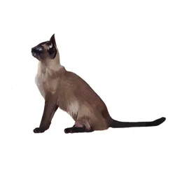 Tonkinese, 2014 (akvarell og gouache på papir)