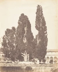 Gamle sypresser i det karteusiske klosteret, Roma, 1853-56.