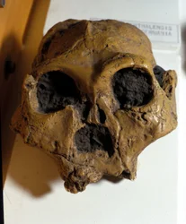 Australopithecus Africanus. Sterkfontein, Sør-Afrika. Hodeskallen er omtrent 2,5 millioner år gammel.